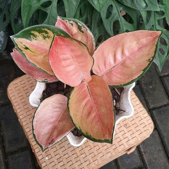 Аглаонема COCHIN TEMBAGA (растение)