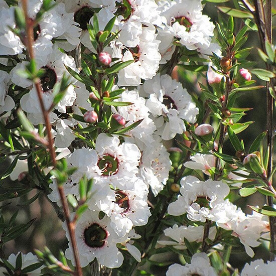 Лептоспермум SNOW FLURRY (растение)