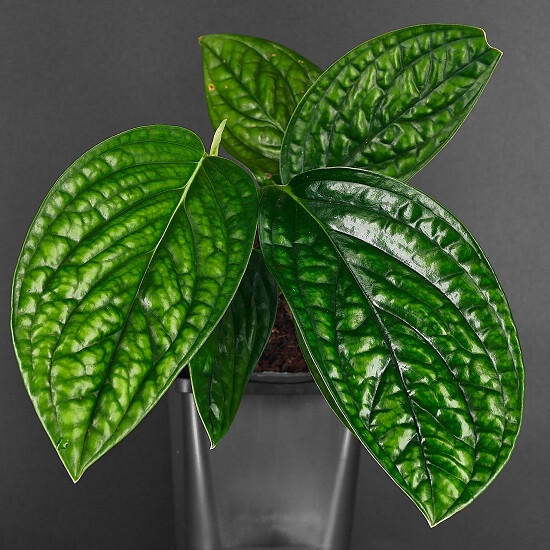 Монстера PERU (растение)