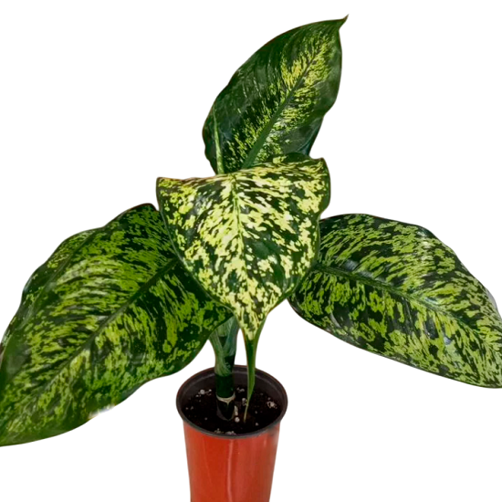 Диффенбахия MOJITO (растение)
