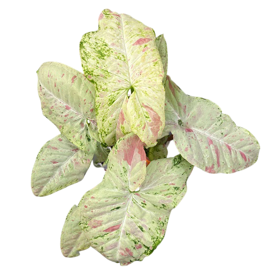 Сингониум PINK CLOUD MARBLE (растение)