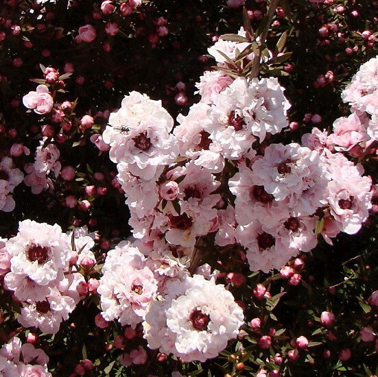 Лептоспермум APPLE BLOSSOM (растение)