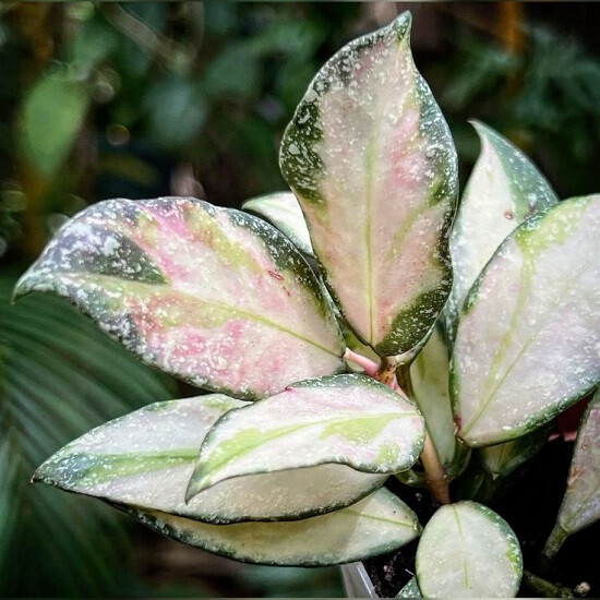 Хойя NABAWANENSIS VARIEGATA (растение)