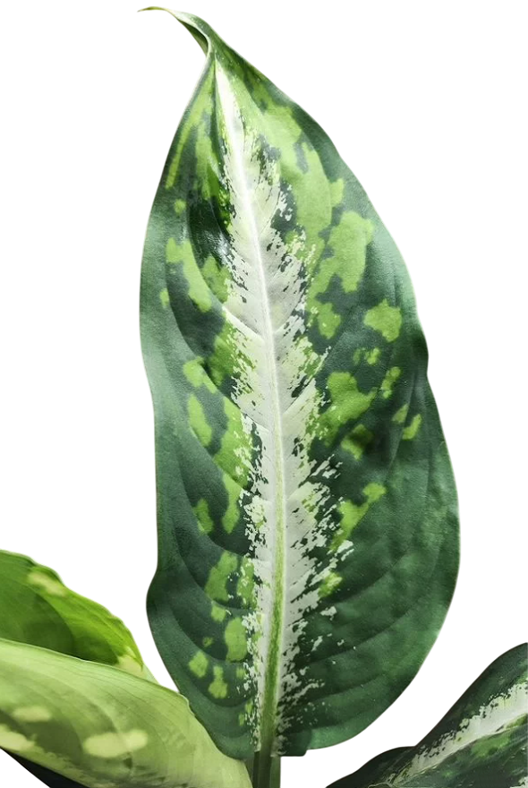 Диффенбахия DRIFTING (растение)