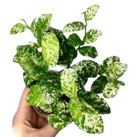 Фикус САГИТТАТА ПОЛЬКА ДОТС ВАРИЕГАТА (растение)