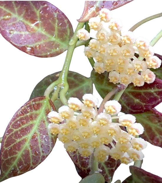 Хойя SUNRISE SPLASH (растение)