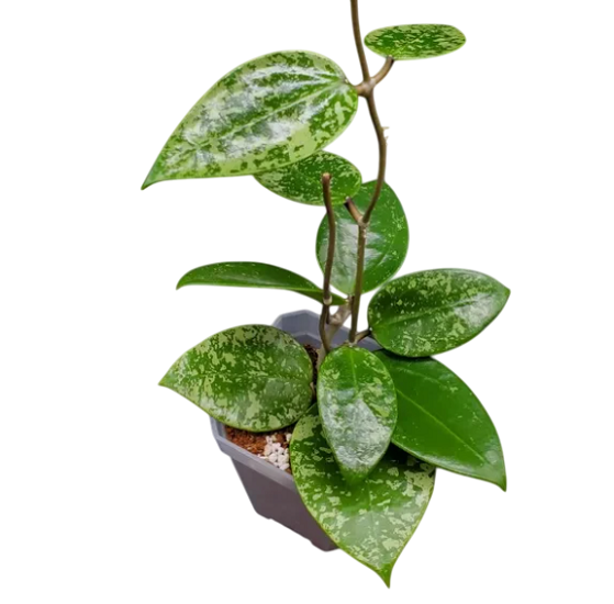 Хойя ACUTA SPLASH (растение)