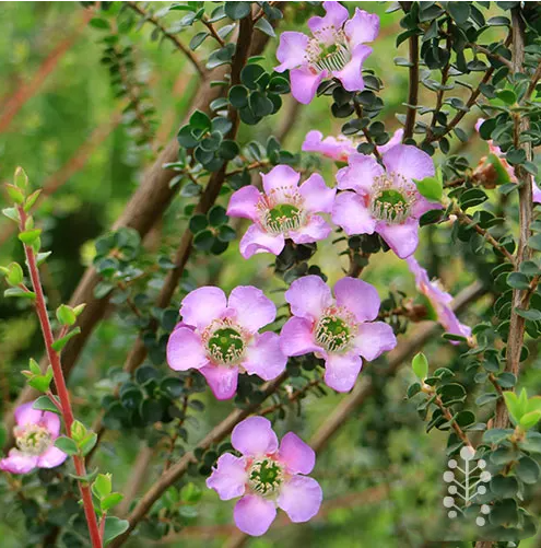 Лептоспермум LEVENDER QUEEN (растение)