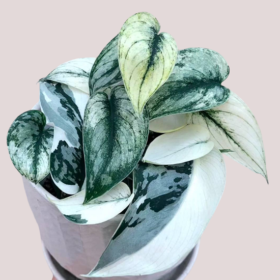 Сциндапсус MARIPOSA (растение)