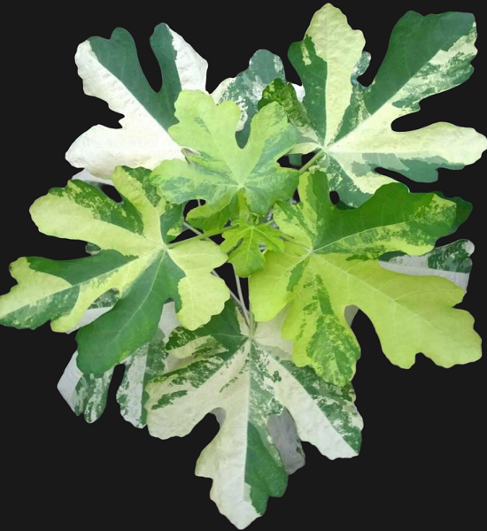 CARICA JOLLY TIGER VARIEGATED ()