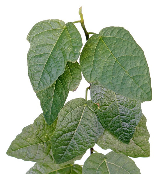 Фикус ФРЕД БУТИН (растение)