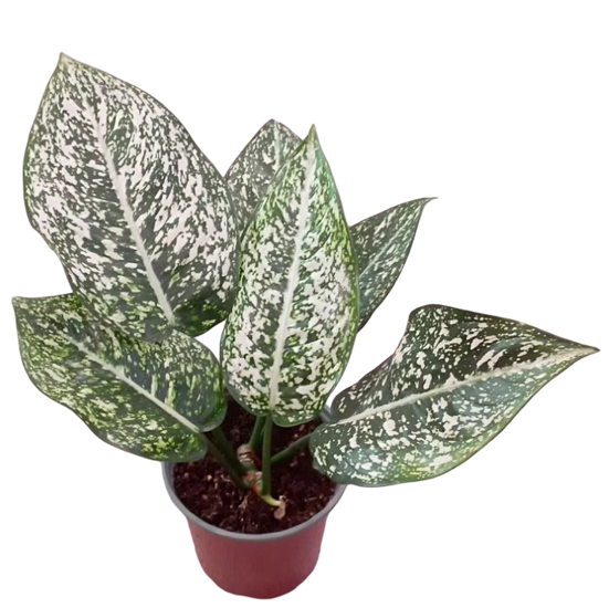 Аглаонема MORADOK LOK (растение)