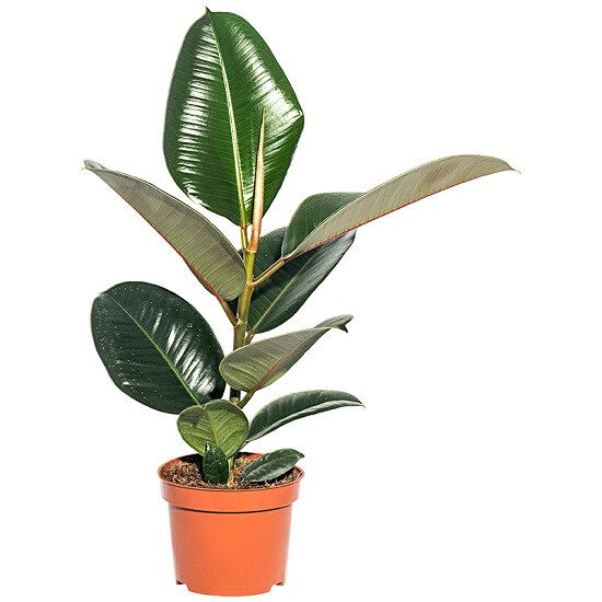 Фикус ЭЛАСТИКА РОБУСТА (растение)