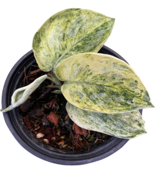 Сциндапсус PEASUN (растение)