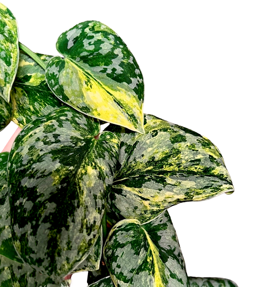 Сциндапсус WHITE CRYSTAL (растение)