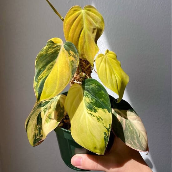 Филодендрон Scandens MICANS VARIEGATED (растение)