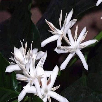 Coffea Arabica NANA или Кофе Арабика (семена)
