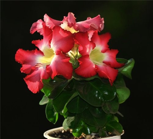Adenium Obesum MINI-SIZE (растение)