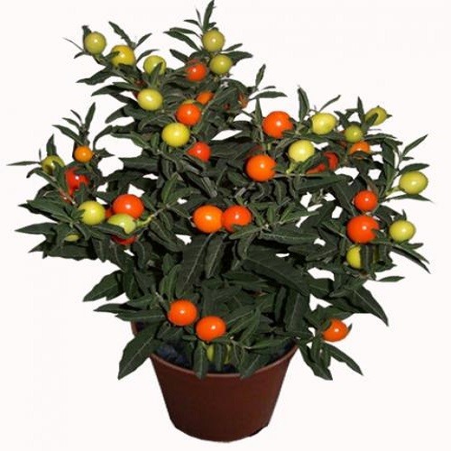 Solanum CAPSICASTRUM или Паслен Перцевидный (семена)