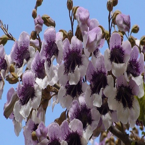 Paulownia FORTUNEI или Павловния Форчуна (семена)