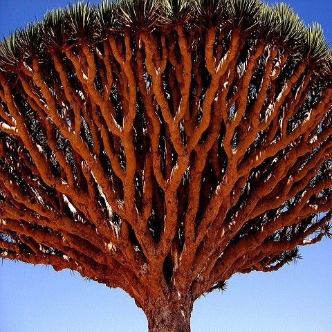 Dracaena DRACO или Драконово Дерево (семена)