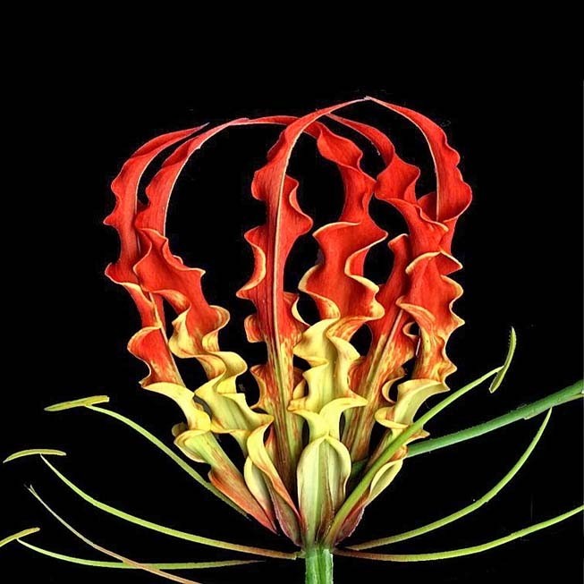 Gloriosa SUPERBA или Глориоза Роскошная (семена)