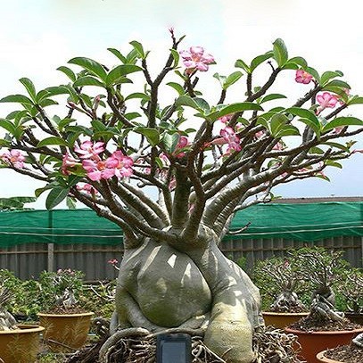 Adenium Thai Socotranum S1 (семена)