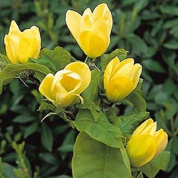Magnolia ACUMINATA или Магнолия Заостренная (семена)