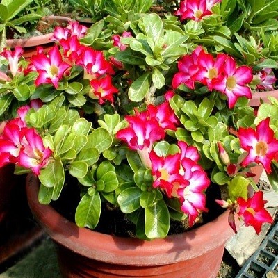 Adenium Obesum MINI - SIZE PINK (семена)